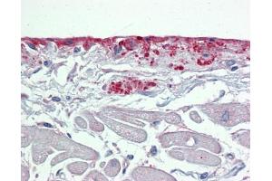 Immunohistochemistry with Small intestine tissue at an antibody concentration of 5µg/ml using anti-POSTN antibody (ARP41570_P050) (Periostin anticorps  (N-Term))