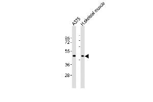 All lanes : Anti-CCR1 Antibody (N-term) at 1:2000 dilution Lane 1:  whole cell lysates Lane 2: human skeletal muscle lysates Lysates/proteins at 20 μg per lane.
