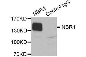 Immunoprecipitation (IP) image for anti-Neighbor of BRCA1 Gene 1 (NBR1) antibody (ABIN3018330) (NBR1 anticorps)