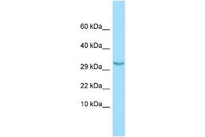 WB Suggested Anti-C1QTNF3 Antibody Titration: 1.