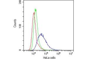 Flow cytometry testing of human HeLa cells with CD58 antibody at 1ug/10^6 cells (cells blocked with goat sera) (CD58 anticorps)