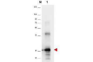 Western blot using  anti-Human IL-33 antibody shows detection of a band ~18 kDa in size corresponding to recom-binant human IL-33 (lane 1). (IL-33 anticorps)
