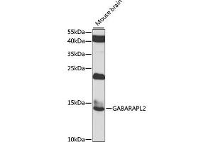 Western blot analysis of extracts of mouse brain, using G antibody (ABIN6129967, ABIN6140880, ABIN6140881 and ABIN6223736) at 1:1000 dilution. (GABARAPL2 anticorps  (AA 1-117))
