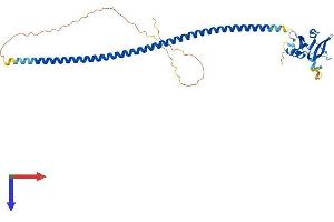 AlphaFold protein structure predicition of Mouse Recombinant Cd72 Protein, UniprotID P21855