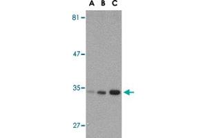 Western blot analysis of ATG10 in SK-N-SH cell lysate with ATG10 polyclonal antibody  at (A) 0. (ATG10 anticorps  (C-Term))