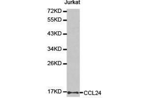 Western Blotting (WB) image for anti-Chemokine (C-C Motif) Ligand 24 (CCL24) antibody (ABIN1871517) (CCL24 anticorps)