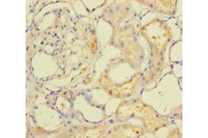 Immunohistochemistry of paraffin-embedded human kidney tissue using ABIN7166648 at dilution of 1:100 (ACOT6 anticorps  (AA 1-207))