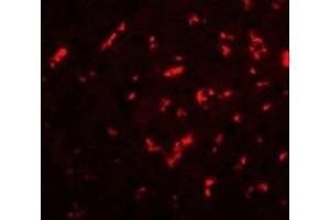 Immunofluorescence (IF) image for anti-Dorsal Root Ganglia Homeobox (DRGX) (C-Term) antibody (ABIN1030370)