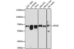 Western blot analysis of extracts of various cell lines, using EIF3D antibody (ABIN1876976) at 1:3000 dilution. (EIF3D anticorps)
