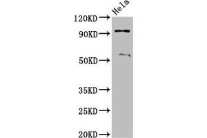 Western Blot Positive WB detected in: Hela whole cell lysate All lanes: ADAM23 antibody at 3. (Adam23 anticorps  (AA 498-647))