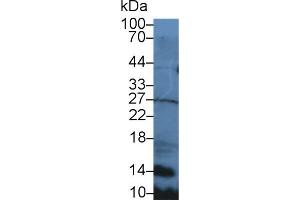 Detection of SLC in Mouse Spleen lysate using Polyclonal Antibody to Secondary Lymphoid Tissue Chemokine (SLC)