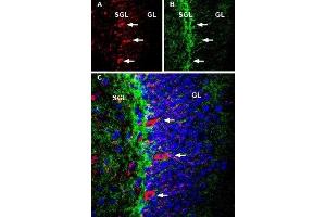 Multiplex staining of NMDAR1 and ASCT1 in mouse hippocampus - Immunohistochemical staining of immersion-fixed, free floating rat brain frozen sections using Guinea pig Anti-NMDAR1 (GluN1) (extracellular) Antibody (ABIN7043243, ABIN7045402 and ABIN7045403), (1:600) and rabbit Anti-ASCT1 (SLC1A4) Antibody (ABIN7043665, ABIN7044821 and ABIN7044822), (1:300).