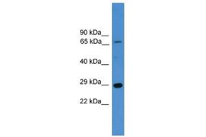 WB Suggested Anti-HMGB1 Antibody Titration: 0. (HMGB1 anticorps  (N-Term))