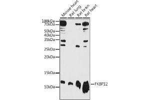 Western blot analysis of extracts of various cell lines, using FKBP12 antibody (ABIN3022503, ABIN3022504, ABIN3022505 and ABIN6218864) at 1:1000 dilution. (FKBP1A anticorps  (AA 1-108))