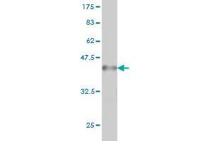 Western Blot detection against Immunogen (37.