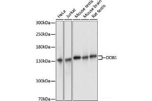 Western blot analysis of extracts of various cell lines using DDB1 Polyclonal Antibody at dilution of 1:3000. (DDB1 anticorps)