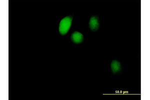 Immunofluorescence of purified MaxPab antibody to BOLA1 on HeLa cell. (BOLA1 anticorps  (AA 1-137))