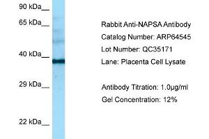 Western Blotting (WB) image for anti-Napsin A Aspartic Peptidase (NAPSA) (Middle Region) antibody (ABIN2789872) (NAPSA anticorps  (Middle Region))