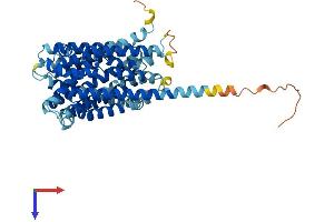 AlphaFold protein structure predicition of Mouse Recombinant Ankh Protein, UniprotID Q9JHZ2