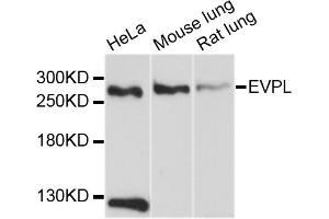 Western blot analysis of extracts of various cell lines, using EVPL antibody (ABIN4903615) at 1:1000 dilution. (Envoplakin anticorps)