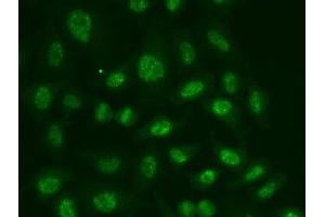 Immunofluorescence analysis of A549 cells using POLR2E Polyclonal Antibody (POLR2E anticorps)