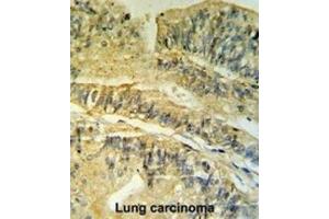 Immunohistochemistry (IHC) image for anti-FK506 Binding Protein 2, 13kDa (FKBP2) antibody (ABIN3002777)