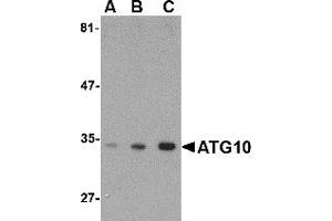 Western Blotting (WB) image for anti-Autophagy Related 10 (ATG10) (C-Term) antibody (ABIN1030262) (ATG10 anticorps  (C-Term))
