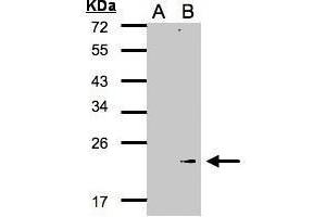 Figure 1. (Glutathione Peroxidase 7 anticorps  (N-Term))
