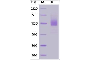 Biotinylated Human EGF R, His,Avitag on  under reducing (R) condition. (EGFR Protein (AA 25-645) (His tag,AVI tag,Biotin))