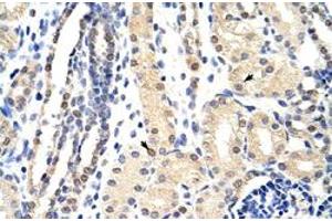 Immunohistochemical staining (Formalin-fixed paraffin-embedded sections) of human kidney with EXOSC3 polyclonal antibody  at 4-8 ug/mL working concentration. (EXOSC3 anticorps  (C-Term))