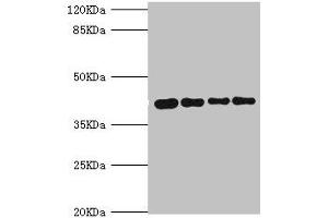 Western blot All lanes: SEPHS1 antibody at 3.