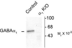 Image no. 2 for anti-gamma-aminobutyric Acid (GABA) A Receptor, alpha 1 (GABRA1) (N-Term) antibody (ABIN221189) (GABRA1 anticorps  (N-Term))