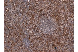 (ABIN184738) (6 μg/mL) staining of paraffin embedded Human Spleen.