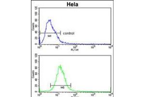 Flow cytometric analysis of Hela cells (bottom histogram) compared to a negative control cell (top histogram). (ADH6 anticorps  (AA 209-240))