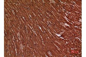 Immunohistochemistry (IHC) analysis of paraffin-embedded Mouse Heart, antibody was diluted at 1:100. (Troponin Complex T-C (Internal Region) anticorps)