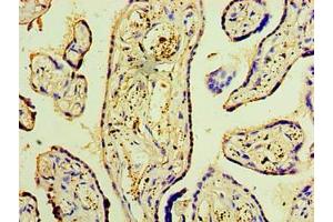 Immunohistochemistry of paraffin-embedded human placenta tissue using ABIN7150869 at dilution of 1:100 (DNAH3 anticorps  (AA 1-150))