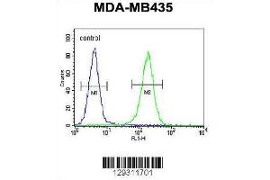 TTLL13 Antibody (Center) flow cytometric analysis of MDA-MB435 cells (right histogram) compared to a negative control cell (left histogram). (TTLL13 anticorps  (Middle Region))