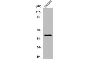 Western Blot analysis of COLO205 cells using XRCC4 Polyclonal Antibody