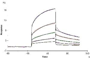 Anti-MMP-8 Antibody captured on CM5 Chip via Protein A can bind Human MMP-8, His Tag with an affinity constant of 1. (MMP8 Protein (AA 21-467) (His tag))