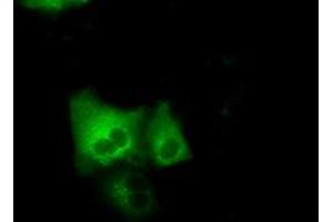 anti-GRIP1 Associated Protein 1 (GRIPAP1) antibody