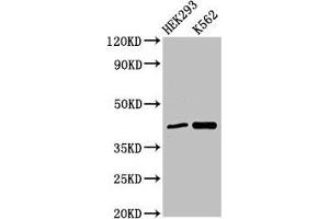 Western Blot Positive WB detected in: HEK293 whole cell lysate, K562 whole cell lysate All lanes: FANCF antibody at 3 μg/mL Secondary Goat polyclonal to rabbit IgG at 1/50000 dilution Predicted band size: 43 kDa Observed band size: 43 kDa (FANCF anticorps  (AA 295-341))