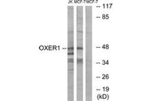 Western blot analysis of extracts from MCF-7/Jurkat cells, using OXER1 Antibody. (OXER1 anticorps  (AA 212-261))