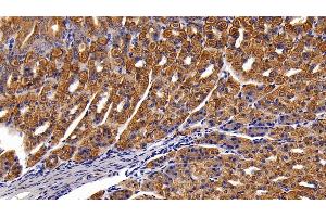 Detection of CK18 in Mouse Stomach Tissue using Polyclonal Antibody to Cytokeratin 18 (CK18)
