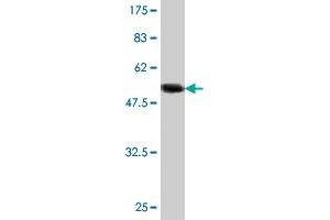 Western Blot detection against Immunogen (53.