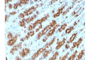 Formalin-fixed, paraffin-embedded Rat Stomach stained with TNF alpha Mouse Monoclonal Antibody (TNFA/1172).