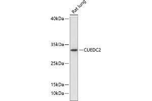 Western blot analysis of extracts of rat lung, using CUEDC2 antibody (ABIN6127673, ABIN6139247, ABIN6139248 and ABIN6218084) at 1:1000 dilution.