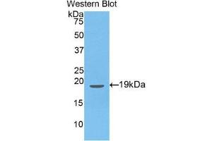 Western Blotting (WB) image for anti-Endothelin 1 (EDN1) (AA 54-202) antibody (ABIN1077983)
