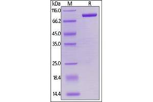 Biotinylated Human LAG-3, Mouse IgG2a Fc,Avitag on  under reducing (R) condition.