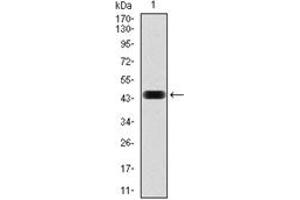Western Blotting (WB) image for anti-NCK Adaptor Protein 1 (NCK1) antibody (ABIN1108388) (NCK1 anticorps)
