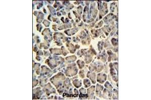 ZACN Antibody (C-term) (ABIN651282 and ABIN2840169) IHC analysis in formalin fixed and paraffin embedded human pancreas tissue followed by peroxidase conjugation of the secondary antibody and DAB staining. (ZACN anticorps  (C-Term))
